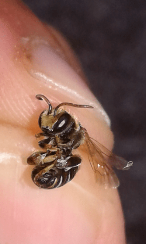 Apidae Halictinae ; Nomiapis sp.? S, Nomiapis diversipes, maschio